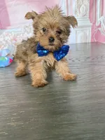 Tiny-West 1 Lbs, a male Yorkshire Terrier for sale in Cape Coral, FL – 2 of 6