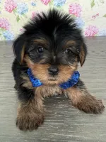 Tito, a male Yorkshire Terrier for sale in Cape Coral, FL – 3 of 4