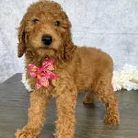 AKC-Princess, a female Poodle - Standard  for sale in Cape Coral, FL – Photo 1 of 4