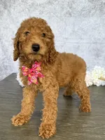 Princess, a female Poodle - Standard  for sale in Cape Coral, FL – Photo 2 of 5