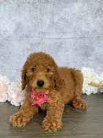 Princess, a female Poodle - Standard  for sale in Cape Coral, FL – Photo 1 of 5