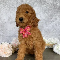 AKC-Princess, a female Poodle - Standard  for sale in Cape Coral, FL – Photo 4 of 4