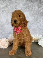 Princess, a female Poodle - Standard  for sale in Cape Coral, FL – Photo 5 of 5