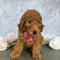 AKC-Princess, a female Poodle - Standard  for sale in Cape Coral, FL – Photo 2 of 4