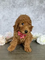 Princess, a female Poodle - Standard  for sale in Cape Coral, FL – Photo 3 of 5