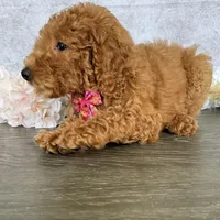 AKC-Princess, a female Poodle - Standard  for sale in Cape Coral, FL – Photo 3 of 4