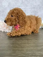 Princess, a female Poodle - Standard  for sale in Cape Coral, FL – Photo 4 of 5