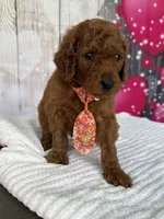 Rocket , a male Poodle - Standard  for sale in Cape Coral, FL – Photo 3 of 3