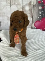 Rocket , a male Poodle - Standard  for sale in Cape Coral, FL – Photo 1 of 3