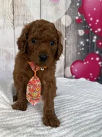 Rocket , a male Poodle - Standard  for sale in Cape Coral, FL – Photo 2 of 3