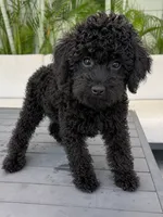 AKC Sophie, a female Poodle - Standard  for sale in Cape Coral, FL – 2 of 5