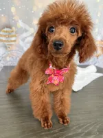 Cookie, a female Poodle - Miniature  for sale in Cape Coral, FL – Photo 3 of 4