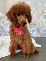 Cookie, a female Poodle - Miniature  for sale in Cape Coral, FL – Photo 2 of 4