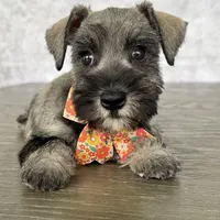 CKC Mia, a female Miniature Schnauzer for sale in Cape Coral, FL – Photo 2 of 5