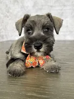 Mia, a female Miniature Schnauzer for sale in Cape Coral, FL – Photo 2 of 5