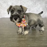CKC Mia, a female Miniature Schnauzer for sale in Cape Coral, FL – Photo 3 of 5