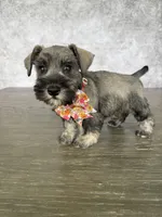 Mia, a female Miniature Schnauzer for sale in Cape Coral, FL – Photo 3 of 5