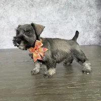 CKC Mia, a female Miniature Schnauzer for sale in Cape Coral, FL – Photo 4 of 5