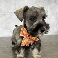 CKC Mia, a female Miniature Schnauzer for sale in Cape Coral, FL – Photo 1 of 5