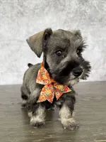 Mia, a female Miniature Schnauzer for sale in Cape Coral, FL – Photo 1 of 5