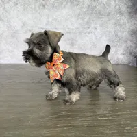 CKC Mia, a female Miniature Schnauzer for sale in Cape Coral, FL – Photo 5 of 5