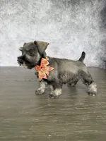 Mia, a female Miniature Schnauzer for sale in Cape Coral, FL – Photo 5 of 5