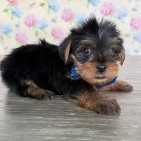 Tito, a male Yorkshire Terrier for sale in Cape Coral, FL – 4 of 4