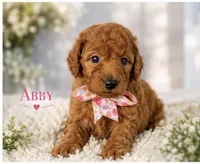 AKC-Milly, a female Poodle - Standard  for sale in Cape Coral, FL – 2 of 4