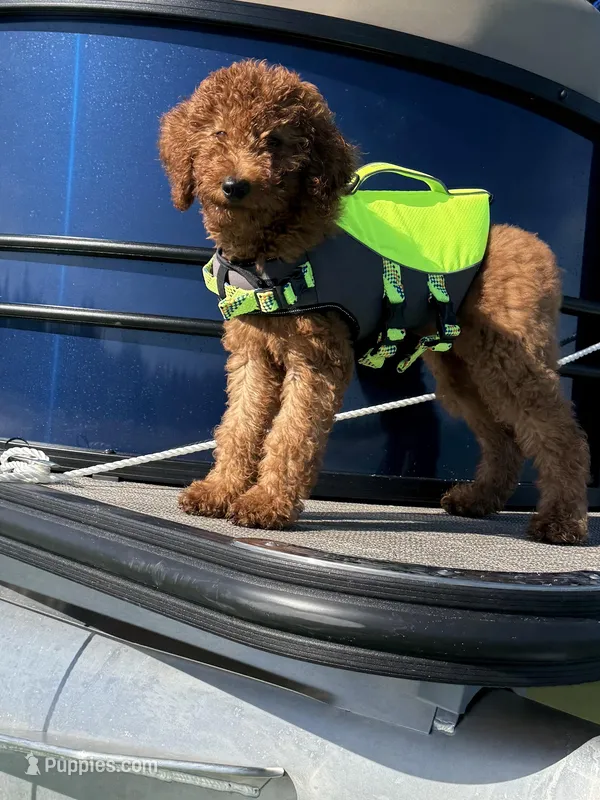 Ruby – Poodle - Standard  puppy for sale in Cape Coral, FL