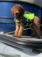 Ruby, a female Poodle - Standard  for sale in Cape Coral, FL – Photo 1 of 4