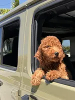 Ruby, a female Poodle - Standard  for sale in Cape Coral, FL – 5 of 9