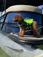 Ruby, a female Poodle - Standard  for sale in Cape Coral, FL – Photo 2 of 4