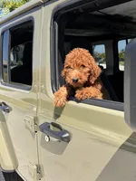Ruby, a female Poodle - Standard  for sale in Cape Coral, FL – 6 of 9