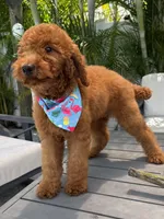 Ruby, a female Poodle - Standard  for sale in Cape Coral, FL – 8 of 9