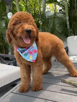 Ruby, a female Poodle - Standard  for sale in Cape Coral, FL – 7 of 9