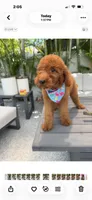 Ruby, a female Poodle - Standard  for sale in Cape Coral, FL – 9 of 9