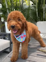 Ruby, a female Poodle - Standard  for sale in Cape Coral, FL – Photo 1 of 4