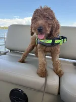 Ruby, a female Poodle - Standard  for sale in Cape Coral, FL – Photo 3 of 4