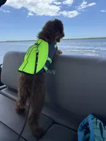 Ruby, a female Poodle - Standard  for sale in Cape Coral, FL – Photo 4 of 4