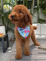 Ruby, a female Poodle - Standard  for sale in Cape Coral, FL – Photo 4 of 4
