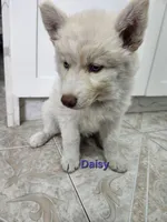 Daisy AKC OFA , a female Siberian Husky for sale in Lathrop, CA – 3 of 3