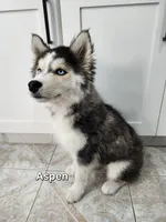 Aspen AKC OFA, a female Siberian Husky for sale in Lathrop, CA – 3 of 3