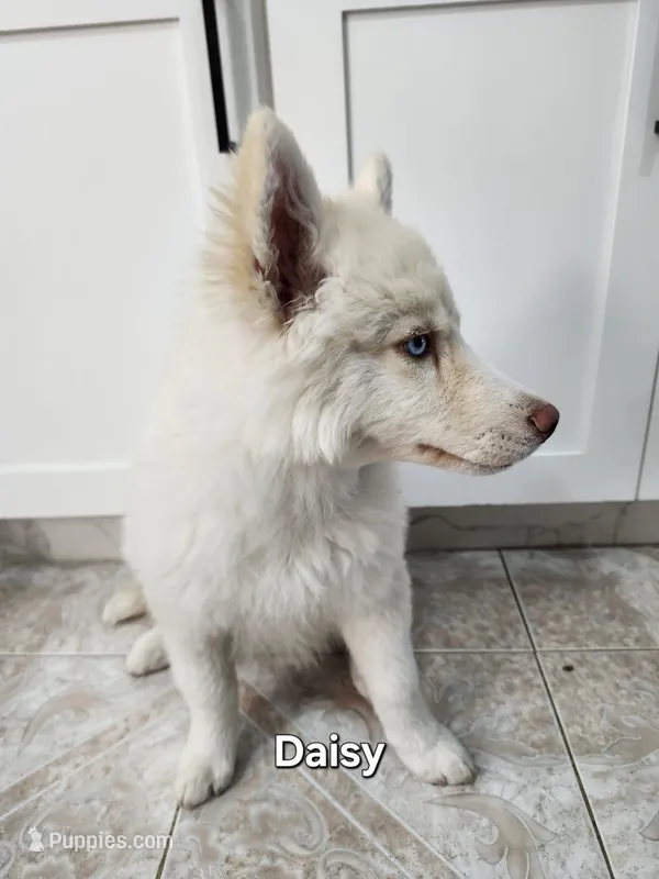 Daisy AKC OFA  – Siberian Husky puppy for sale in Lathrop, CA