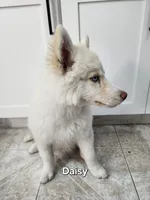 Daisy AKC OFA , a female Siberian Husky for sale in Lathrop, CA – 1 of 3