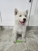 Jasper AKC OFA , a male Siberian Husky for sale in Lathrop, CA – 3 of 3