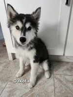 Dakota AKC OFA , a female Siberian Husky for sale in Lathrop, CA – 3 of 3