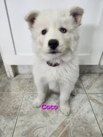 Coco AKC OFA , a female Siberian Husky for sale in Lathrop, CA – 3 of 3