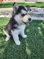 Buster AKC OFA, a  Siberian Husky for sale in Lathrop, CA – 5 of 6