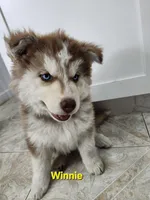 Winnie AKC OFA, a female Siberian Husky for sale in Lathrop, CA – 3 of 3
