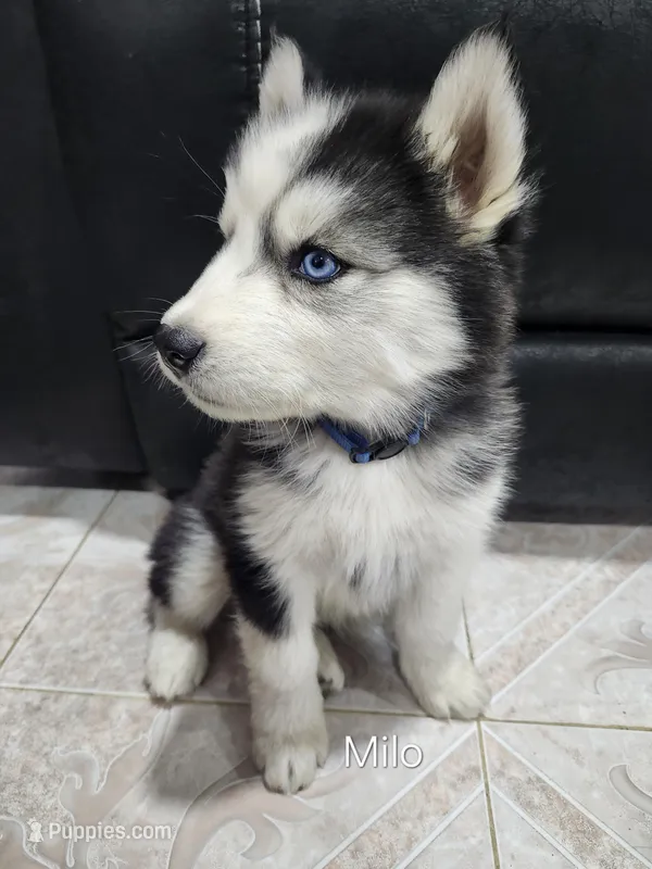 Milo AKC OFA – Siberian Husky puppy for sale in Lathrop, CA
